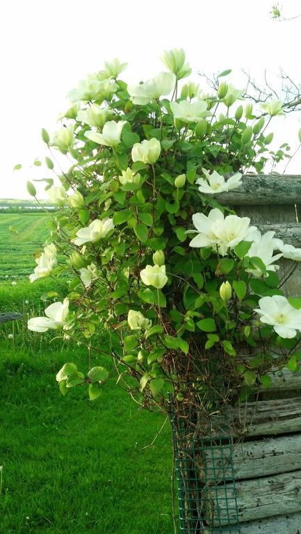 Lovely Green Gable Home Miscouche Exterior foto